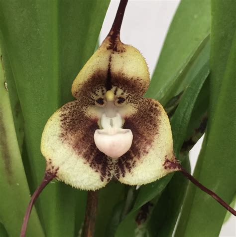 These ‘Monkey Face Orchid Flowers’ Are Fascinating (And Very ...