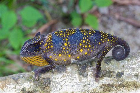 Beautiful chameleon. - Picture of Zanzibar Land Animal Park (ZALA ...