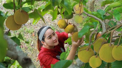 Yummy Santol fruit Pickle - Pick Santol Fruit For Pickle - Cooking With ... | Pickles, How to ...