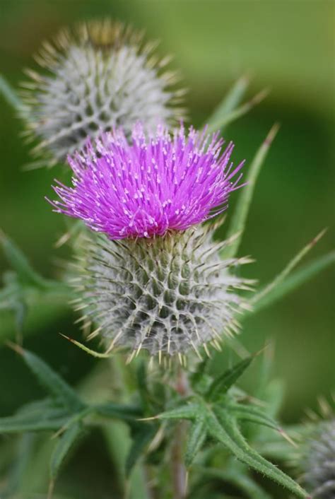 Scottish thistle | Flower power art, Scotland national flower, Scottish ...