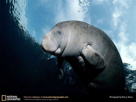 Manatee Wallpapers - Wallpaper Cave