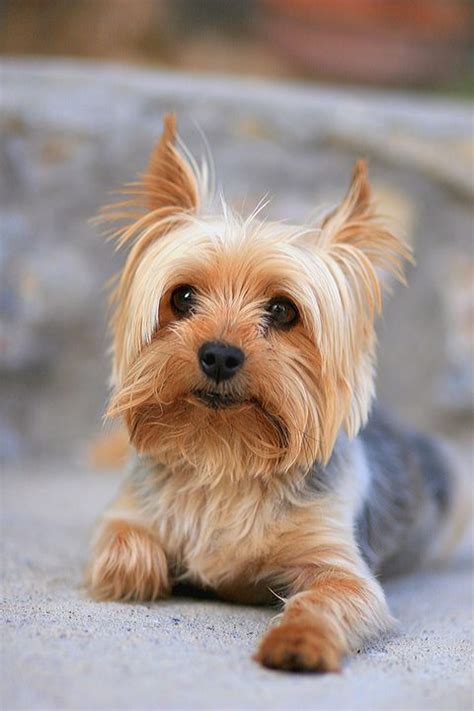 35 Best Small Dog Breeds - List of Top Small Dogs with Pictures