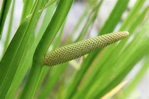 Calamus Root (Acorus calamus) – Natural Alchemy