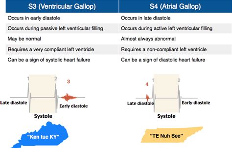 S3 (Ventricular Gallop) vs. S4 (Atrial Gallop) | Human anatomy and physiology, Medical studies ...