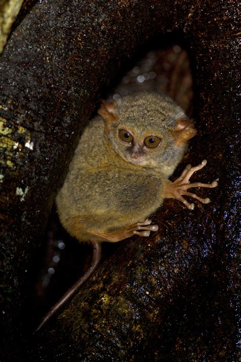 Spectral-Tarsier-Tangkoko-(1) – Chris Hill Wildlife Photography