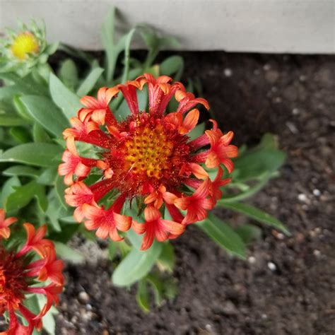 Gaillardia x grandiflora 'Fanfare Blaze', Blanket Flower 'Fanfare Blaze' in GardenTags plant ...