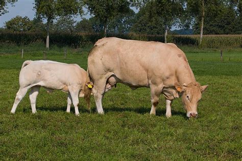 Young Bull Drinking Milk From Cow Ranch Bull Dairy Photo Background And Picture For Free ...