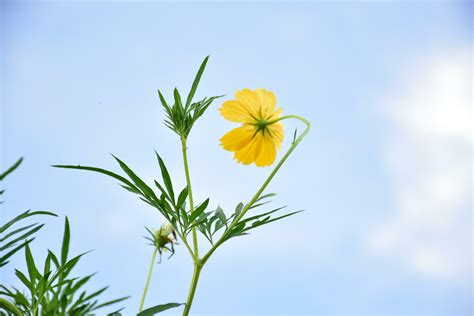 Yellow cosmos flower 26161672 Stock Photo at Vecteezy