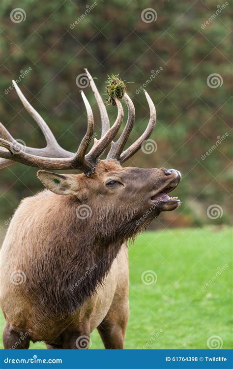 Bugling Bull Elk Portrait stock photo. Image of outdoors - 61764398