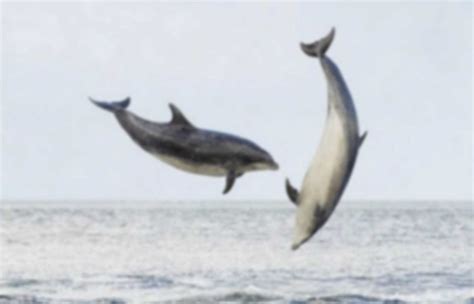 Dolphins & Porpoise | Pearltrees