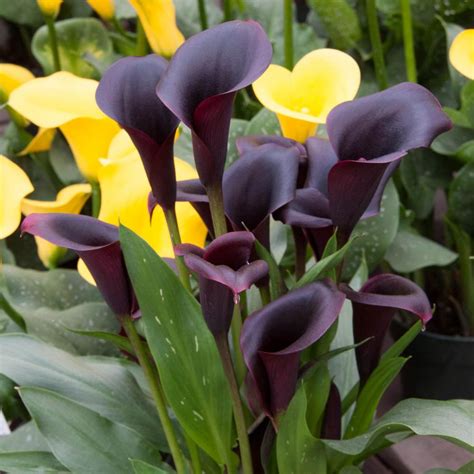 Breck's Dark Purple Flowers Odessa Calla Lily Bulbs (5-Pack) 88366 - The Home Depot | Hals