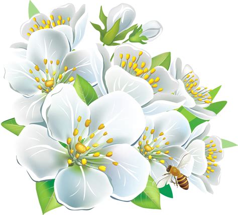 White Flower Png Vector