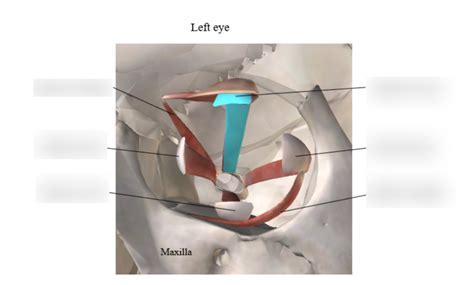 Extrinsic Eye Muscles Diagram | Quizlet