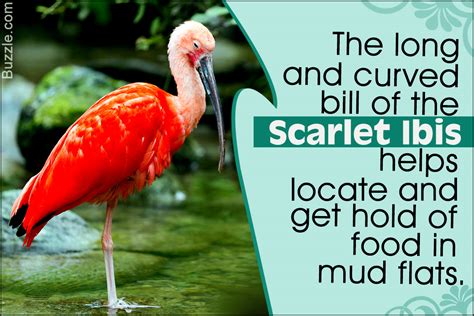 Facts About the Scarlet Ibis - Bird Eden