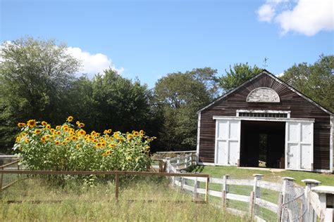 Farm Photos — Sunflower Farm Creamery