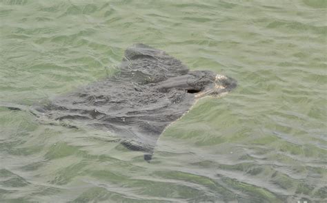 Morro Bay Wildlife Spot Light: Bat Rays