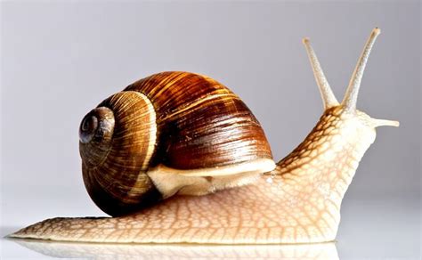 Snail Facts for Kids | LoveToKnow