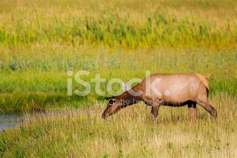 Yellowstone Elk Stock Photo | Royalty-Free | FreeImages