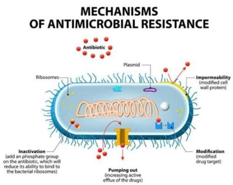 A New Hope in an Old Cure: Nourseothricin's Potential Against Resistant Bacteria - Gilmore ...