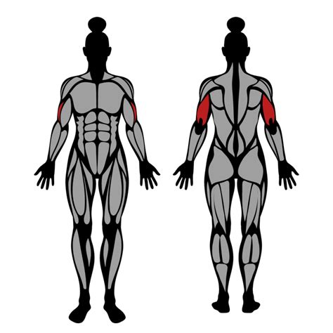 Tricep Pushdown With Bar: Muscles Worked & Technique – StrengthLog