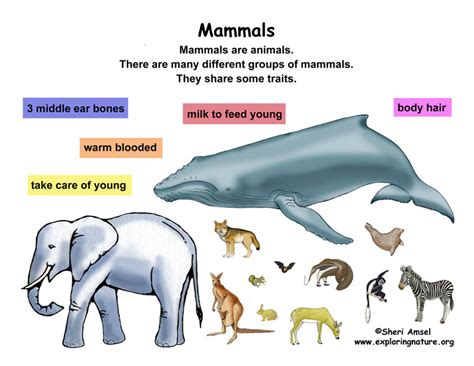 Class - Mammals (Grade K-3)