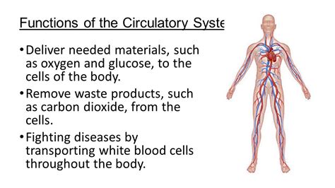 Circulatory System Functions