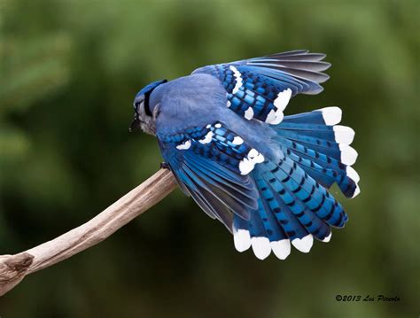 Blue Jay Feathers by Les-Piccolo on DeviantArt