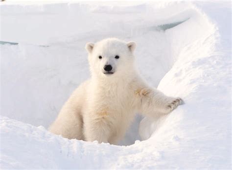 While we are all having FuN in this warm day, endangered species (polar bear) are suffering from ...