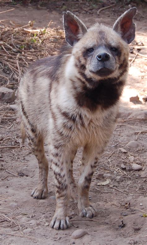 Striped Hyena - Animals Photo (28882559) - Fanpop