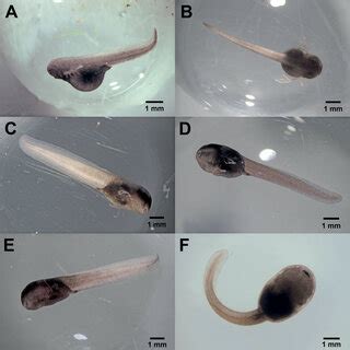 Embryonic development of Ranitomeya variabilis from French Guiana at... | Download Scientific ...