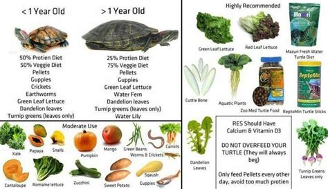 Red eared slider healthy diet!!! | Turtle diet, Turtle, Red eared ...