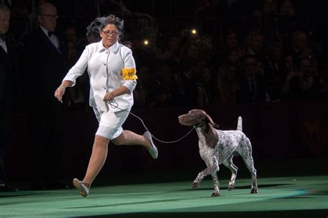 The 140th Annual Westminster Kennel Club Dog Show Photos | Image #191 ...