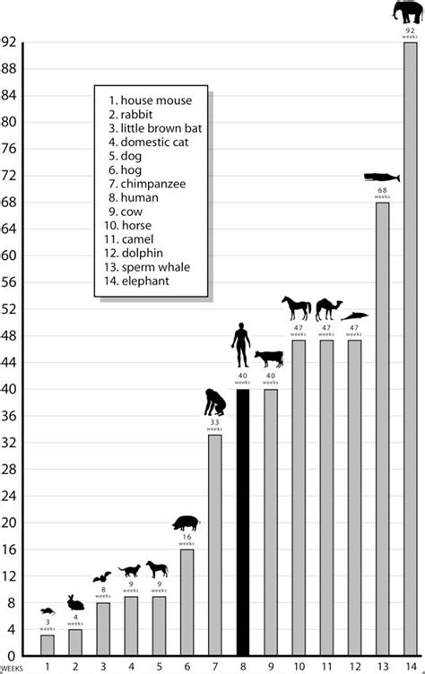 average gestation periods of selected mammals | Gestation period, Save earth, Teaching resources