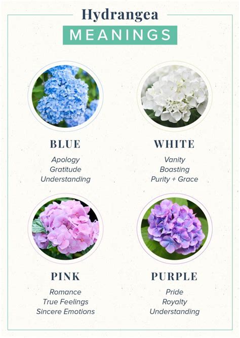 Hydrangea Meaning: Symbolism + History | ProFlowers