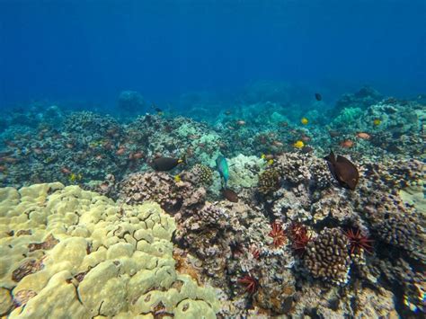 Molokini Crater Snorkeling - This Hawaii Life