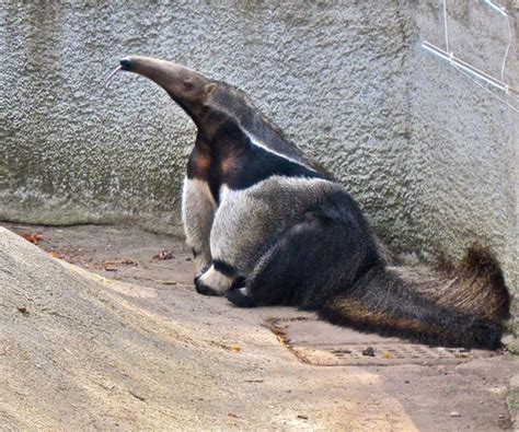 Wildlife Wednesday - Giant Anteater – Little World of Beasts