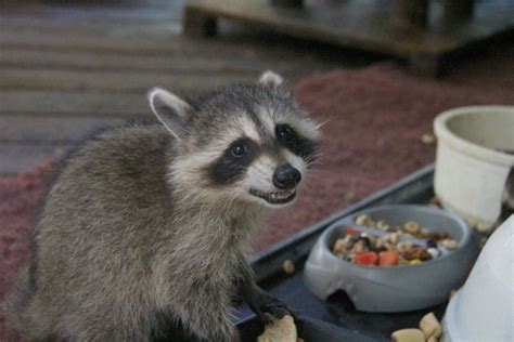 37 Will Racoons Eat Cat Food Photos – See more ideas about pets, cute ...