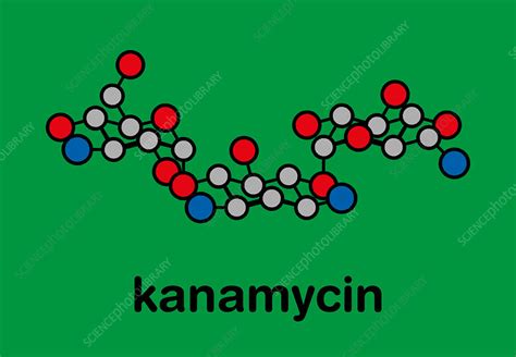 Kanamycin antibiotic drug molecule, illustration - Stock Image - F028/3119 - Science Photo Library