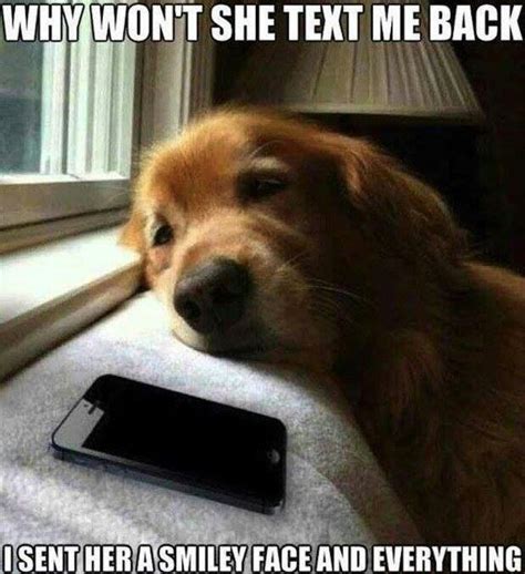 sad dog meme