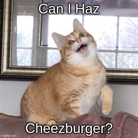 Can i haz cheezburger? - Imgflip