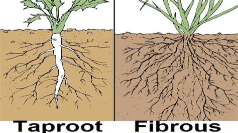 Types of Root System... [OUTDATED] - YouTube