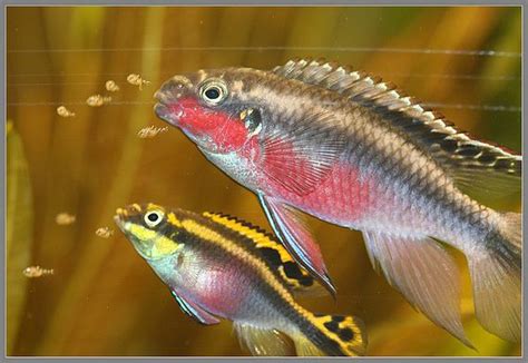 Kribensis breeding pair with young | Cool fish, Aquarium fish, Pet fish