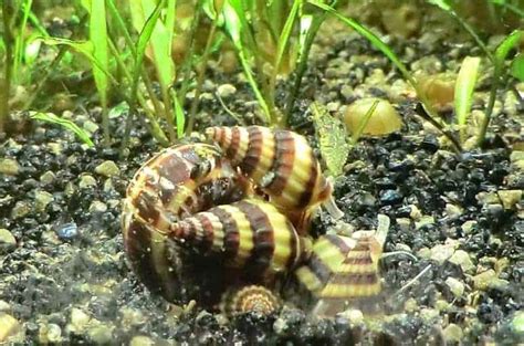 Assassin Snail – Detailed Guide: Care, Diet, and Breeding - Shrimp and Snail Breeder