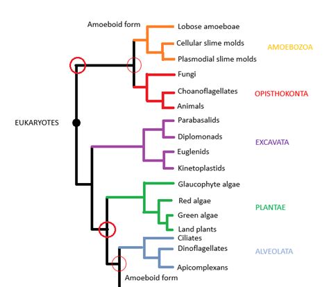 Explain whether the amoeboid form evolved just once or indep | Quizlet