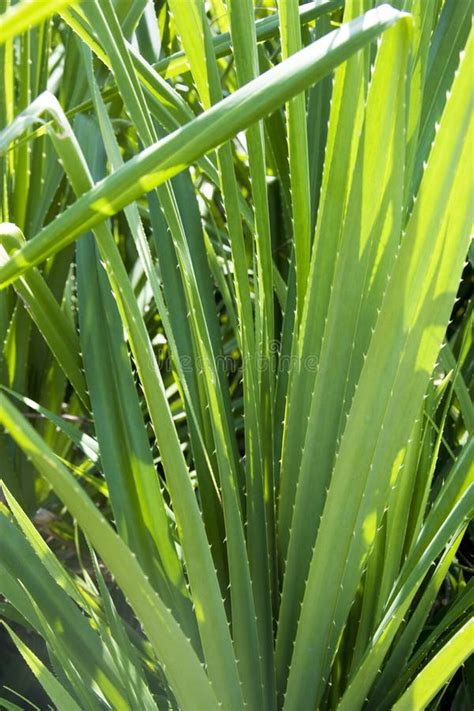 Mengkuang Leaves stock image. Image of leaves, indonesian - 14288157