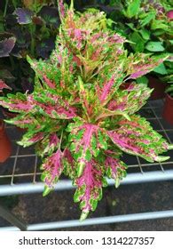 117 Coleus Plant Propagation Images, Stock Photos & Vectors | Shutterstock