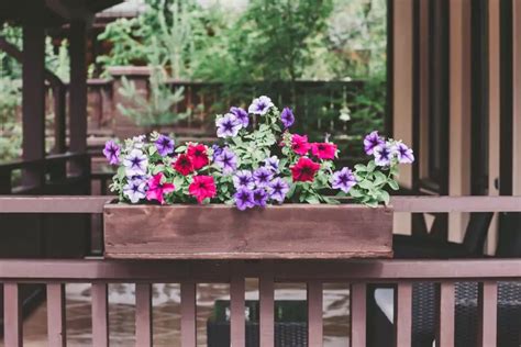 Petunia Care: How to Plant and Care for All Petunia Varieties - The Practical Planter