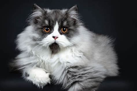 9 Grey and White Cat Breeds (With Pictures) - Cat-World