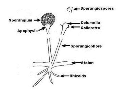 Rhizopus | Medical Laboratories