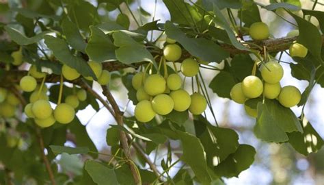 Why Do Ginkgo Tree Berries Stink? | Garden Guides